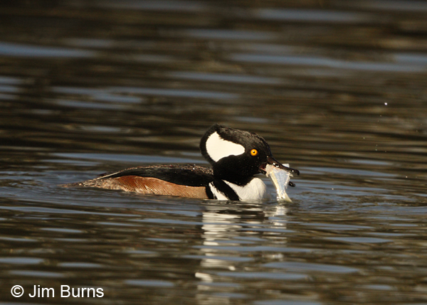 Hooded Merganser male with fish
