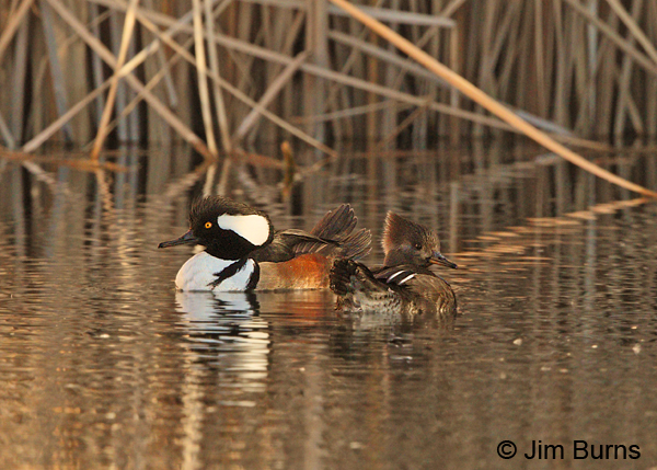 A spectacular Hooded Merganser drake and his mate dropped into Ayer Lake for a few winter days one year.