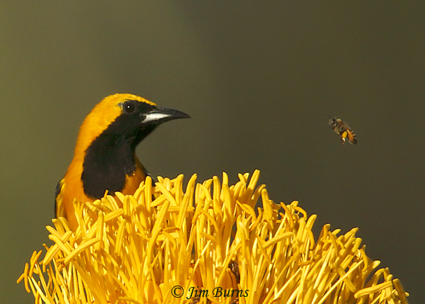Hooded Oriole male and Honey Bee--0586