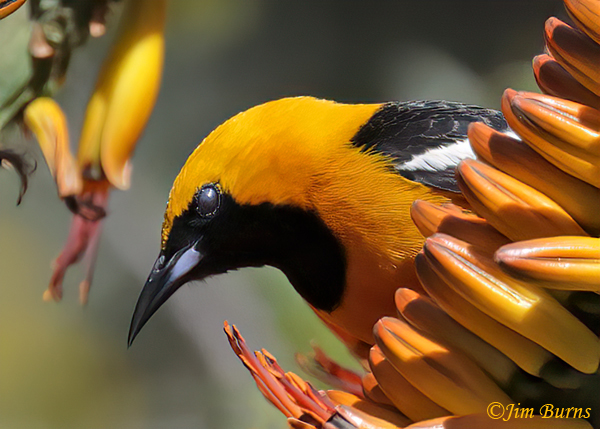 Hooded Oriole male in aloe, close-up--8152