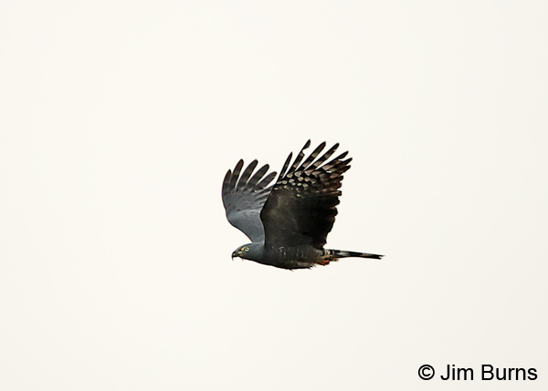Hook-billed Kite male light morph in flight upstroke