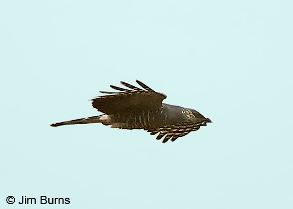 Hook-billed Kite male light morph in flight
