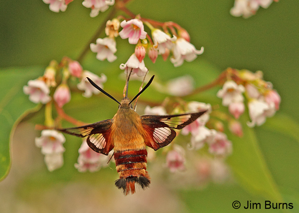 Hummingbird Clearwing Moth on Spreading Dogbane, New Hampshire