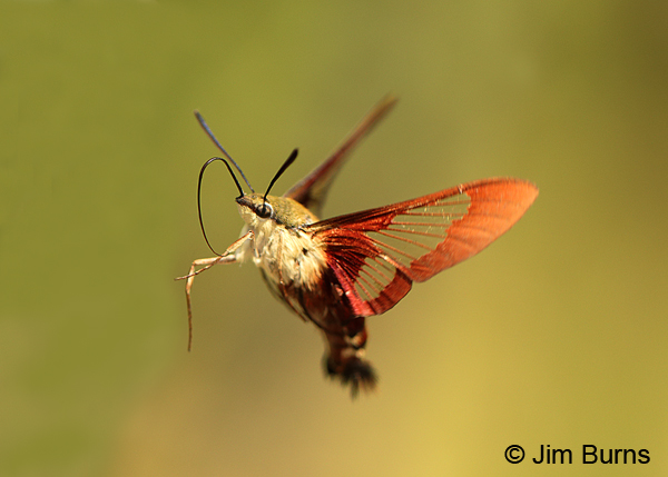 Hummingbird Clearwing Moth in flight