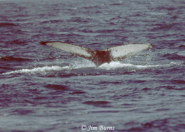 Humpback Whale tail--1000