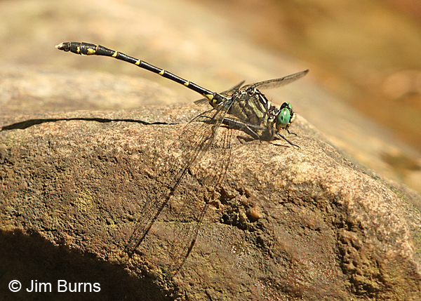 Interior Least Clubtail male, Huntingdon Co., PA, May 2015