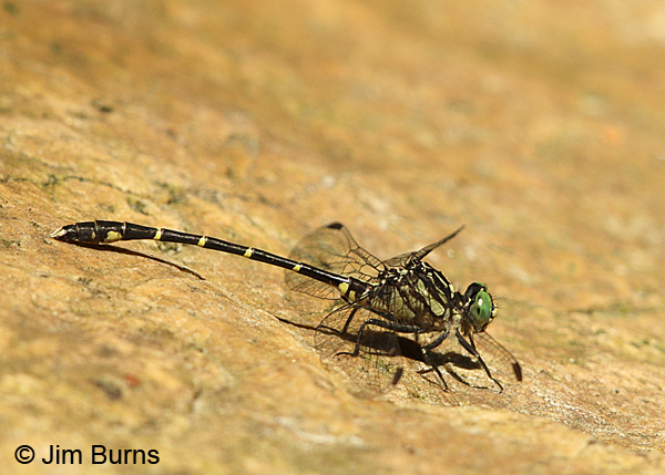Interior Least Clubtail male, Montgomery Co. AR, May 2015