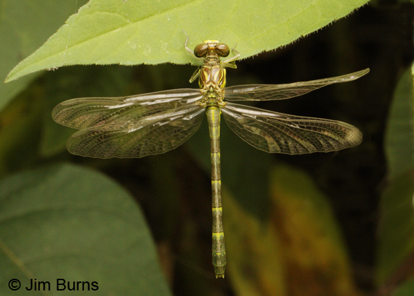 Interior Least Clubtail teneral female dorsal view, Montgomery Co., AR, May 2013