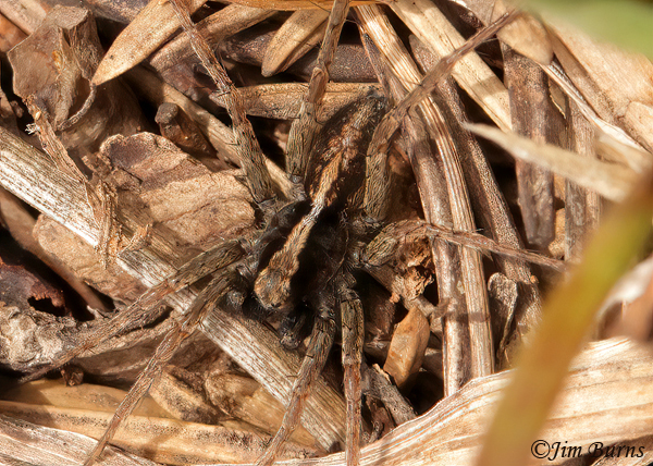 Koch's Wolf Spider, Montana--2722