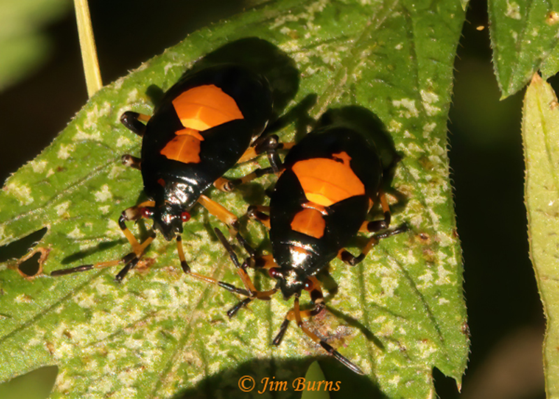 Bordered Plant Bug nymphs, Hidalgo Co., Texas--4559