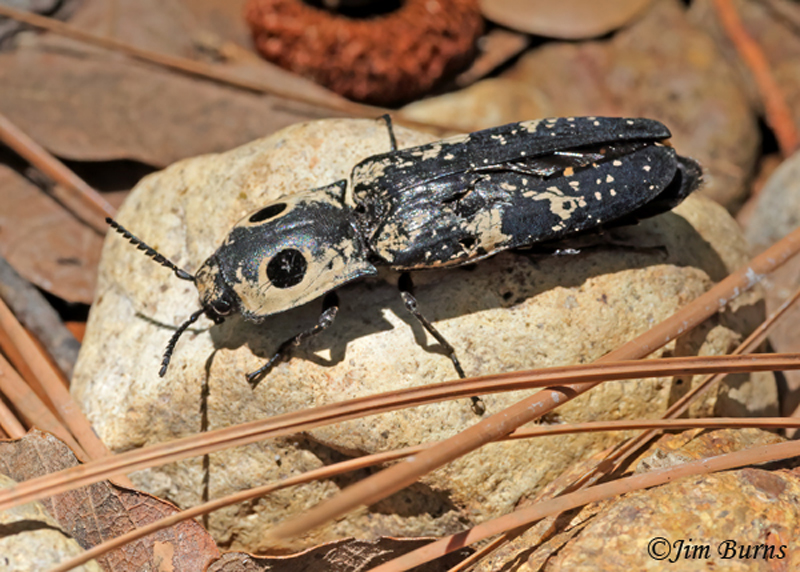 Click Beetle (Alaus zunianus)