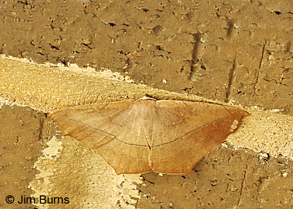 Large Maple Spanworm Moth, Arkansas