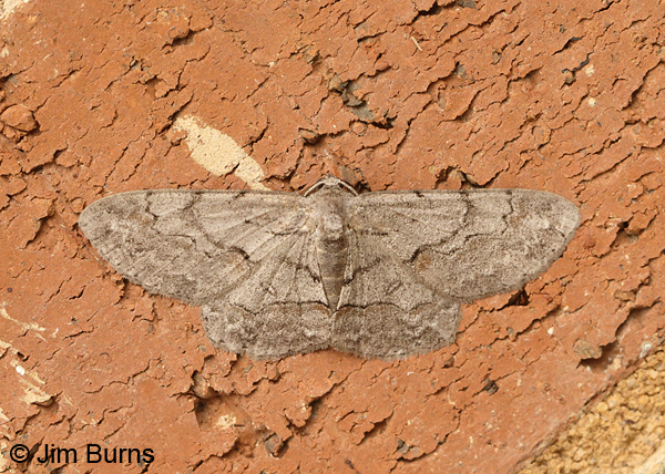 Large Purplish Gray Moth, Arkansas