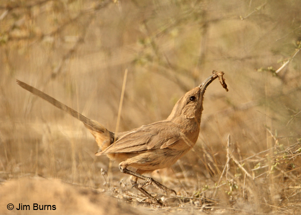 Le Conte's Thrasher male with insect