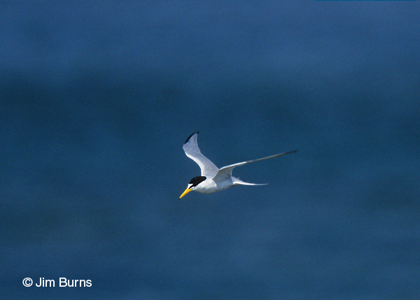 Least Tern adult in flight dorsal