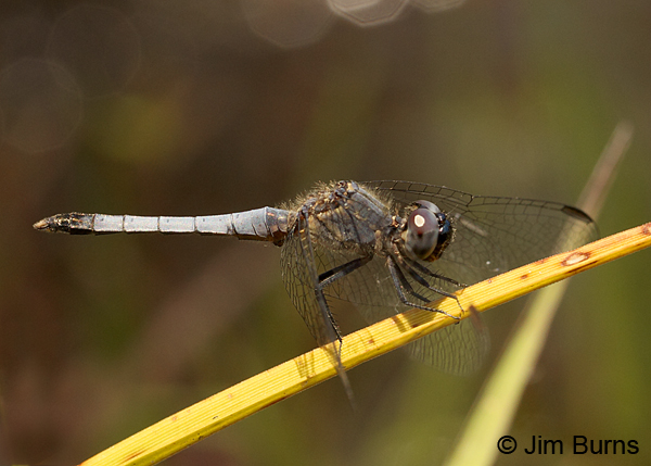 Little Blue Dragonlet male, Chesterfield Co., SC, May 2014