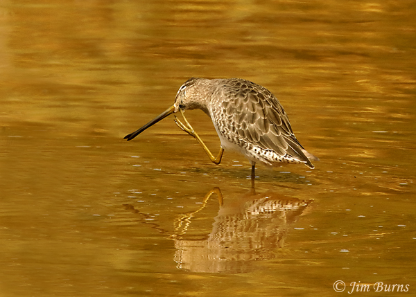 Long-billed Dowitcher preening--7318
