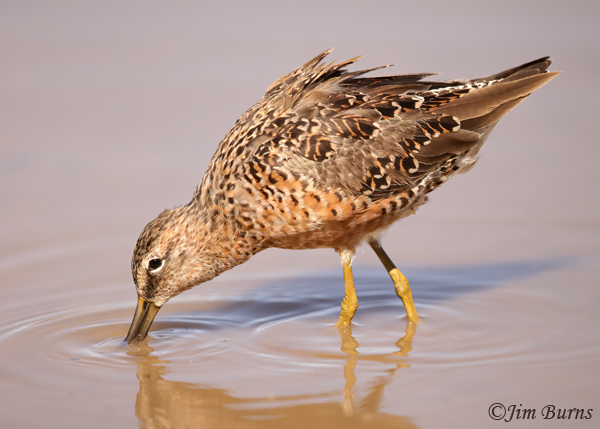 Long-billed Dowitcher coming into basic plumage--9470