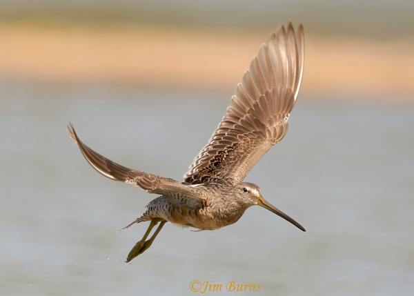 Long-billed Dowitcher upstroke--9482
