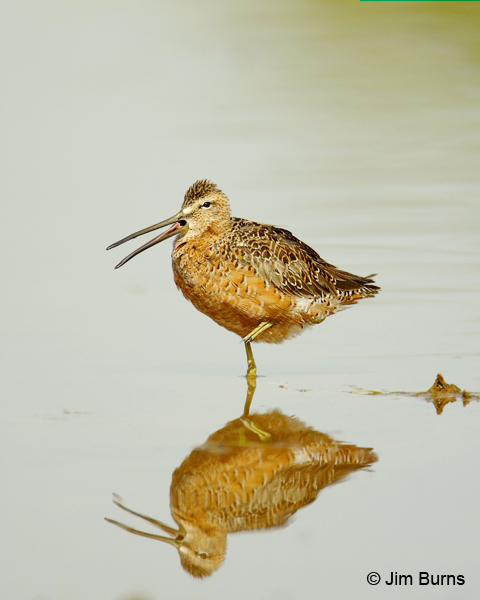 Long-billed Dowitcher alternate plumage