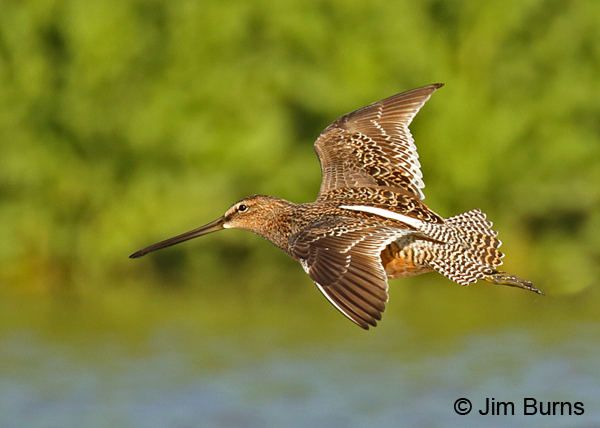 Long-billed Dowitcher in flight, basic plumage
