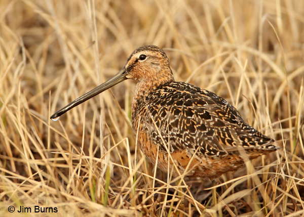 Long-billed Dowitcher in tundra habitat