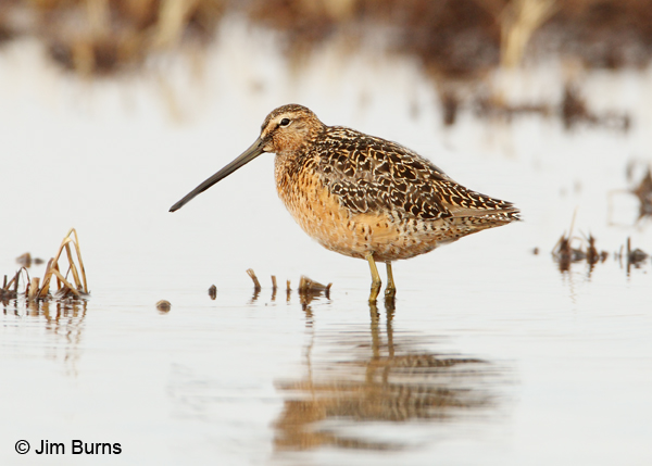 Long-billed Dowitcher on tundra