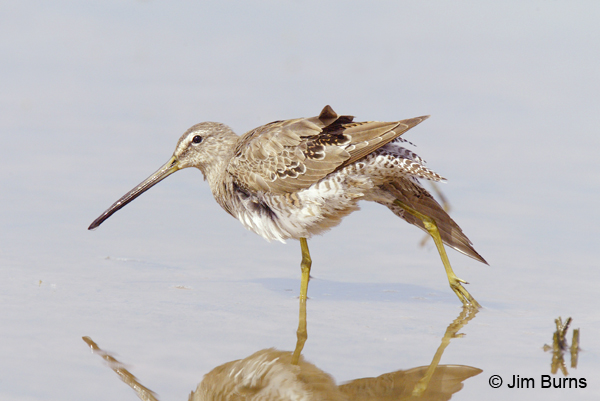 Long-billed Dowitcher winter
