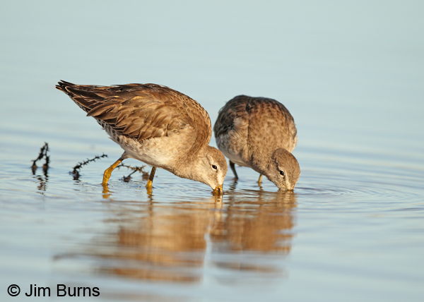 Long-billed Dowitchers feeding