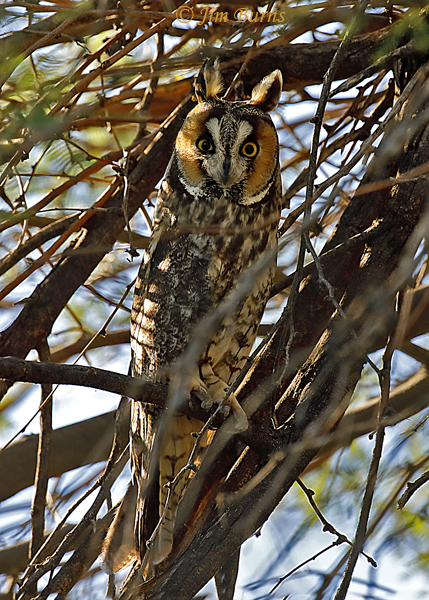 Long-eared Owl--1701