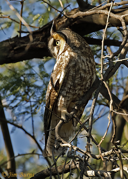 Long-eared Owl on day roost--1709