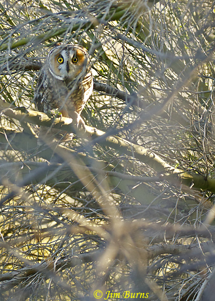 Long-eared Owl in typical winter habitat #2--57