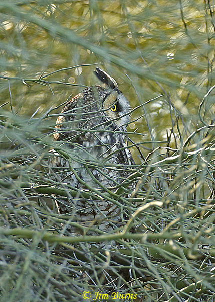 Long-eared Owl on day roost #2--5773