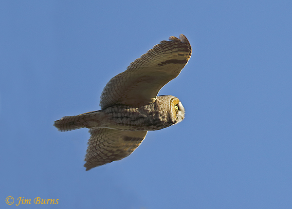 Long-eared Owl in flight ventral view--6782