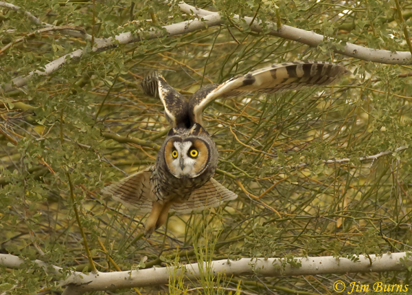 Long-eared Owl coming out of mesquite--0250