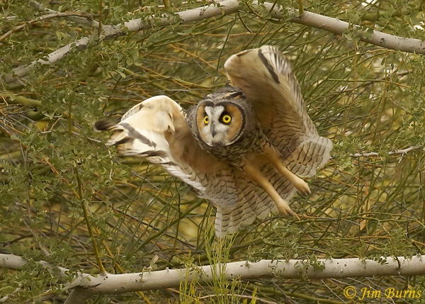Long-eared Owl coming out of mesquite #3--0252