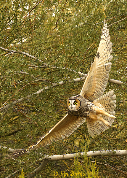 Long-eared Owl banking--0253
