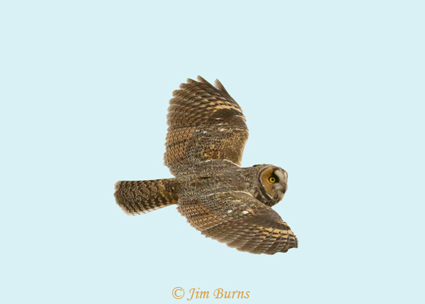 Long-eared Owl in flight soaring--0259