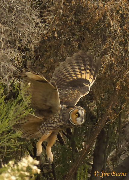 Long-eared Owl coming out of mesquite #2--0368