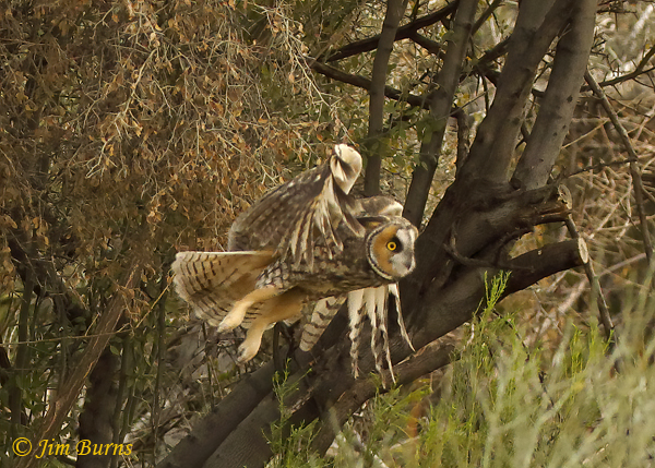 Long-eared Owl coming out of mesquite #4--0369
