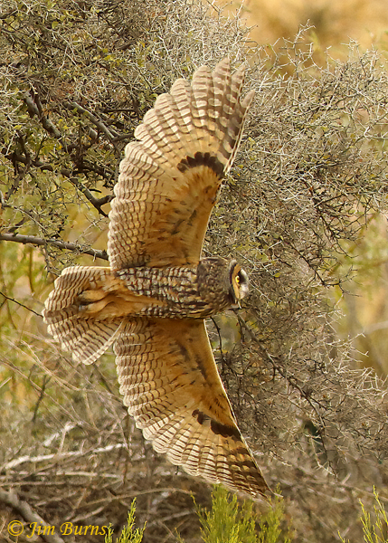 Long-eared Owl full underwing--0380