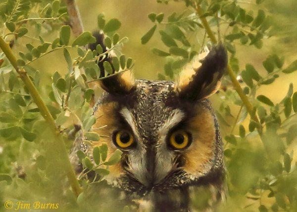 Long-eared Owl facial disk close-up--0421