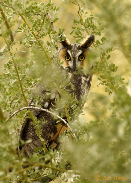 Long-eared Owl classic camouflage--0425