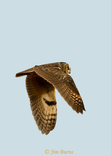 Long-eared Owl in flight banking--1877