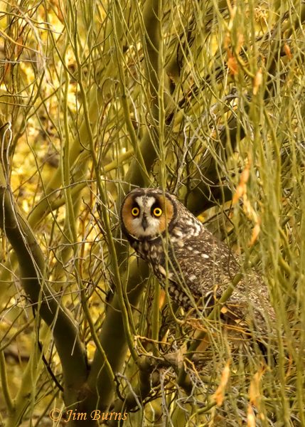 Long-eared Owl in mesquite--1879