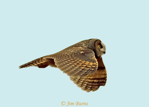 Long-eared Owl--1896