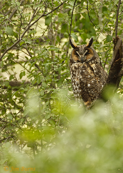 Long-eared Owl in habitat--6836