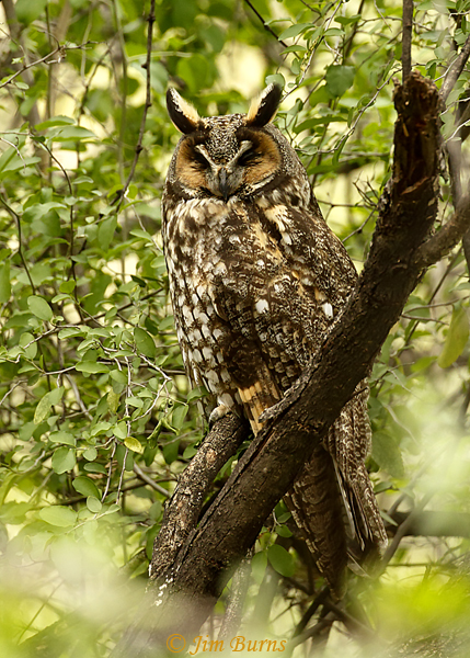 Long-eared Owl sleeping--6839