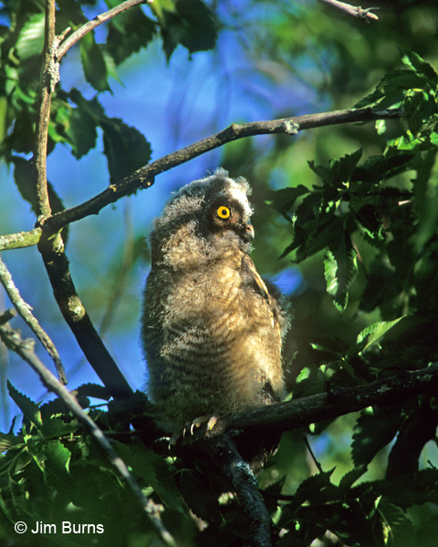 Long-eared Owl brancher