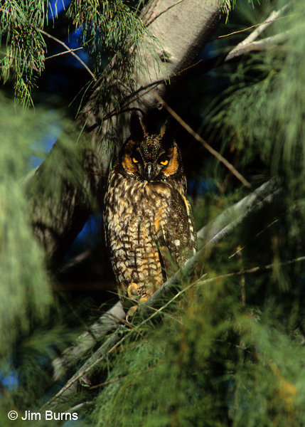 Long-eared Owl camouflage